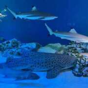 ヒメ日記 2026/02/04 10:17 投稿 れおな 風鈴（ふうりん）