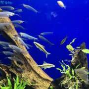 ヒメ日記 2026/03/12 14:00 投稿 れおな 風鈴（ふうりん）