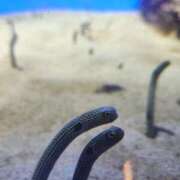 ヒメ日記 2025/10/30 23:50 投稿 あくあ ピンキーエコ