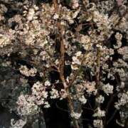 ヒメ日記 2025/04/06 15:17 投稿 ひめか THE ESUTE 渋谷