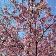 ヒメ日記 2025/03/11 18:19 投稿 つゆり アリスカフェ