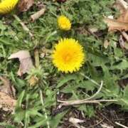 ヒメ日記 2025/04/06 12:17 投稿 つゆり アリスカフェ