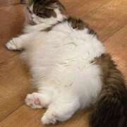 ヒメ日記 2025/06/03 01:58 投稿 れん ノーパンエステ!?絶頂させる天使たち