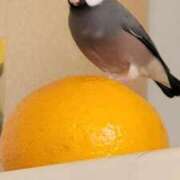 ヒメ日記 2026/02/19 18:02 投稿 ありす OKINI立川