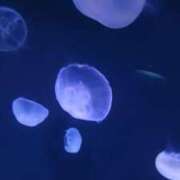 ヒメ日記 2026/03/10 00:42 投稿 ありす OKINI立川