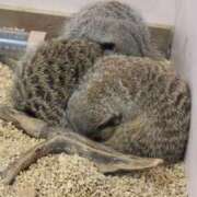 ヒメ日記 2026/09/11 21:02 投稿 ありす OKINI立川