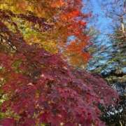 ヒメ日記 2025/11/30 14:12 投稿 澄玲(すみれ) Chaleur (シャルール)