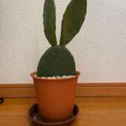 澄玲(すみれ) 3月の出勤予定🎎 Chaleur (シャルール)