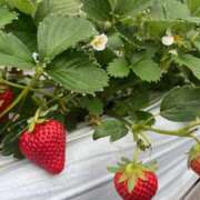 ヒメ日記 2026/03/31 19:34 投稿 澄玲(すみれ) Chaleur (シャルール)