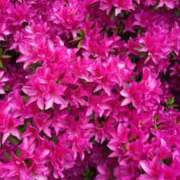 ヒメ日記 2026/04/28 18:56 投稿 澄玲(すみれ) Chaleur (シャルール)