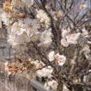 ヒメ日記 2025/03/27 10:03 投稿 まり 三重松阪ちゃんこ