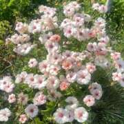 ヒメ日記 2025/07/15 00:17 投稿 エミ♡イチャ+エロ=至高バニー♡ ドMなバニーちゃん 名古屋・池下店