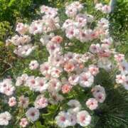 ヒメ日記 2025/08/05 22:14 投稿 エミ♡イチャ+エロ=至高バニー♡ ドMなバニーちゃん 名古屋・池下店