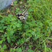 ヒメ日記 2025/06/17 11:57 投稿 ねね 池袋千姫