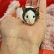 ヒメ日記 2025/12/22 13:17 投稿 ねね 池袋千姫