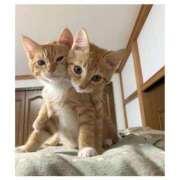 ヒメ日記 2026/02/10 13:17 投稿 ねね 池袋千姫