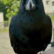 ヒメ日記 2026/04/14 12:47 投稿 ねね 池袋千姫