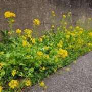 ヒメ日記 2026/04/15 12:57 投稿 ねね 池袋千姫