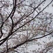 ヒメ日記 2025/04/07 00:35 投稿 まい 宮崎ちゃんこ都城店