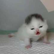 ヒメ日記 2025/03/17 21:38 投稿 きほ 性の極み 技の伝道師 Ver.新横浜店