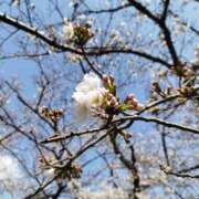 ヒメ日記 2025/04/06 11:28 投稿 雪野 川越勃たせる妻たち