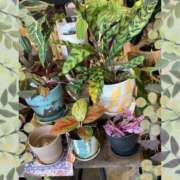 ヒメ日記 2025/12/15 14:38 投稿 さつき 熟女総本店