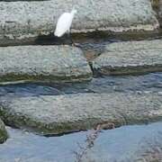 ヒメ日記 2026/01/17 16:26 投稿 さつき 熟女総本店