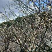 さつき ２月のお礼です😌💓 熟女総本店