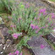 むつみ ゴメンなさい🙇‍♀️ 完熟ばなな 谷九店