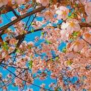 ヒメ日記 2025/03/17 19:30 投稿 まひろ 熟女の風俗最終章 八王子店