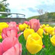 ヒメ日記 2025/04/14 09:56 投稿 九十九 さくら 夜這い専門 発情する奥様たち梅田店