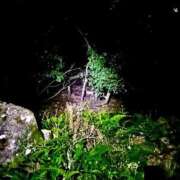 ヒメ日記 2025/06/07 01:16 投稿 九十九 さくら 夜這い専門 発情する奥様たち梅田店