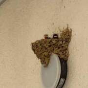 ヒメ日記 2025/08/03 07:26 投稿 九十九 さくら 夜這い専門 発情する奥様たち梅田店