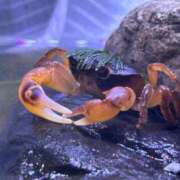 ヒメ日記 2025/10/16 13:16 投稿 九十九 さくら 夜這い専門 発情する奥様たち梅田店