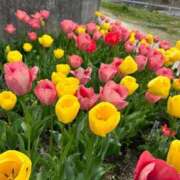 ヒメ日記 2025/11/15 23:26 投稿 九十九 さくら 夜這い専門 発情する奥様たち梅田店