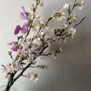 ヒメ日記 2026/02/08 11:06 投稿 九十九 さくら 夜這い専門 発情する奥様たち梅田店