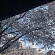 ヒメ日記 2026/04/05 14:56 投稿 九十九 さくら 夜這い専門 発情する奥様たち梅田店