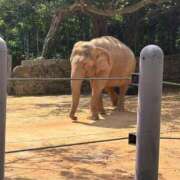 ヒメ日記 2026/03/28 21:16 投稿 さち 俺のジュニア