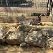 ヒメ日記 2026/03/31 00:11 投稿 さち 俺のジュニア