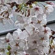 ヒメ日記 2026/04/02 12:01 投稿 えりな 11チャンネル