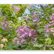 ヒメ日記 2025/04/27 15:33 投稿 ひかる あとりえ(ATELIER)