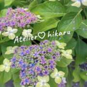 ヒメ日記 2026/06/10 12:31 投稿 ひかる あとりえ(ATELIER)