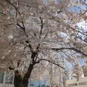 ヒメ日記 2026/03/07 07:15 投稿 白川れんか 大人のエッチなエステ