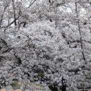 ヒメ日記 2026/03/17 20:55 投稿 白川れんか 大人のエッチなエステ