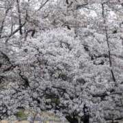 ヒメ日記 2026/03/17 21:05 投稿 白川れんか 大人のエッチなエステ