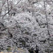 ヒメ日記 2026/04/17 19:12 投稿 白川れんか 大人のエッチなエステ