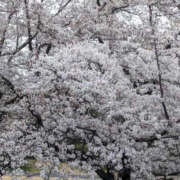 ヒメ日記 2026/04/18 05:45 投稿 白川れんか 大人のエッチなエステ
