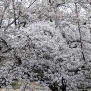 ヒメ日記 2026/04/18 06:05 投稿 白川れんか 大人のエッチなエステ
