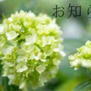 ヒメ日記 2025/05/16 18:00 投稿 ここあ 横浜風俗　寝取られたいオンナ達…生