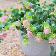 ヒメ日記 2025/07/08 12:01 投稿 ここあ 横浜風俗　寝取られたいオンナ達…生